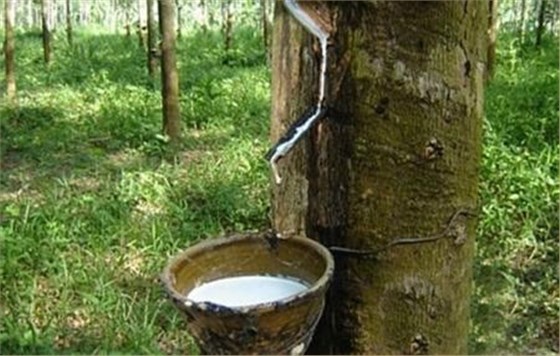 天然橡膠市場(chǎng)