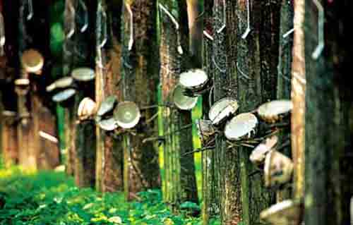 天然橡膠,橡膠樹(shù)